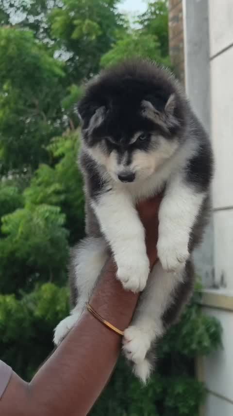 Siberian Husky Puppy | Black & White Color, farm video