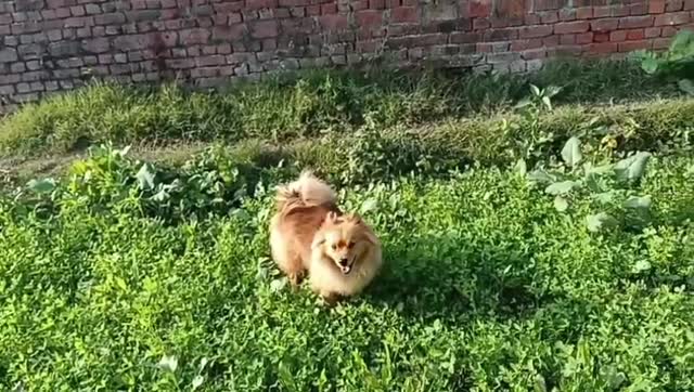 Culture Toy Pom Puppy, farm video