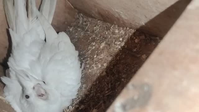 Cockatiel, farm video