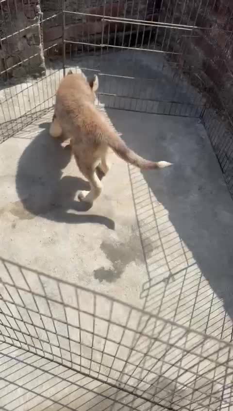 Siberian Husky Puppy | Black & White Color, farm video