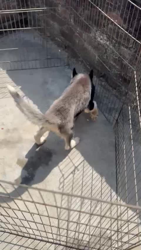 Siberian Husky Puppy | Black & White Color, farm video