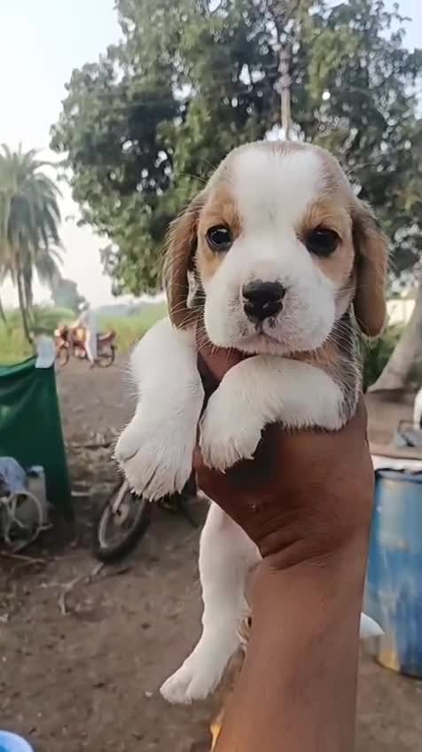 Beagle Black & Tan Puppy, farm video