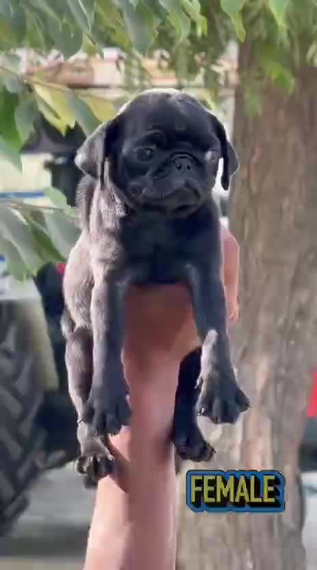Pug Puppy | Black Color, farm video