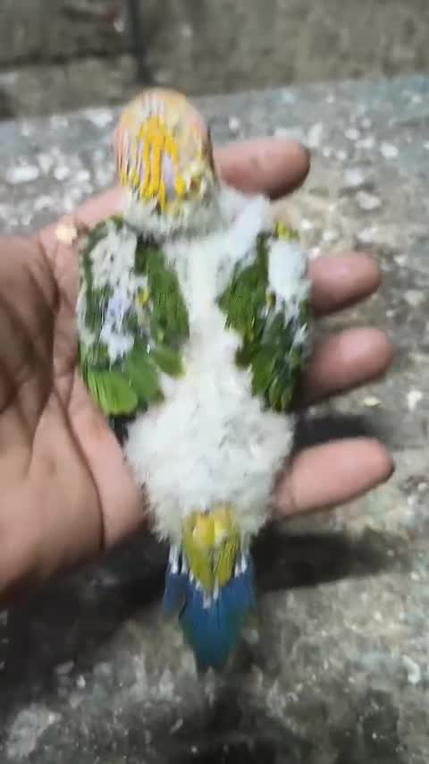 Sun Conure, farm video