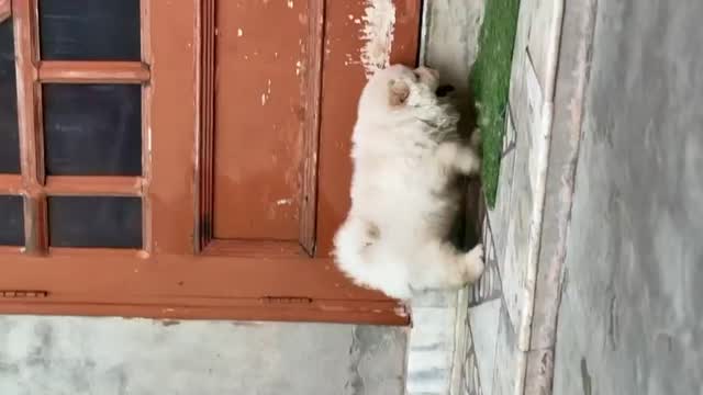 Chow Chow Puppy | White Color, farm video