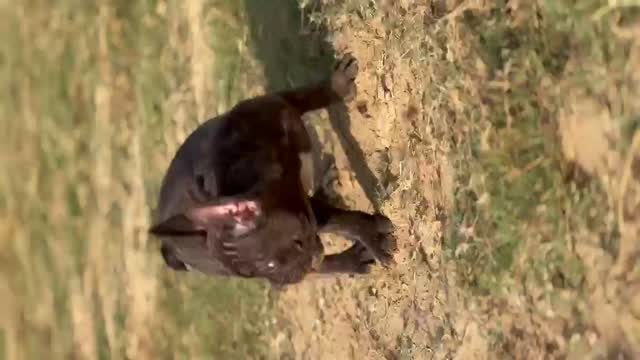 French Mastiff Puppy, farm video