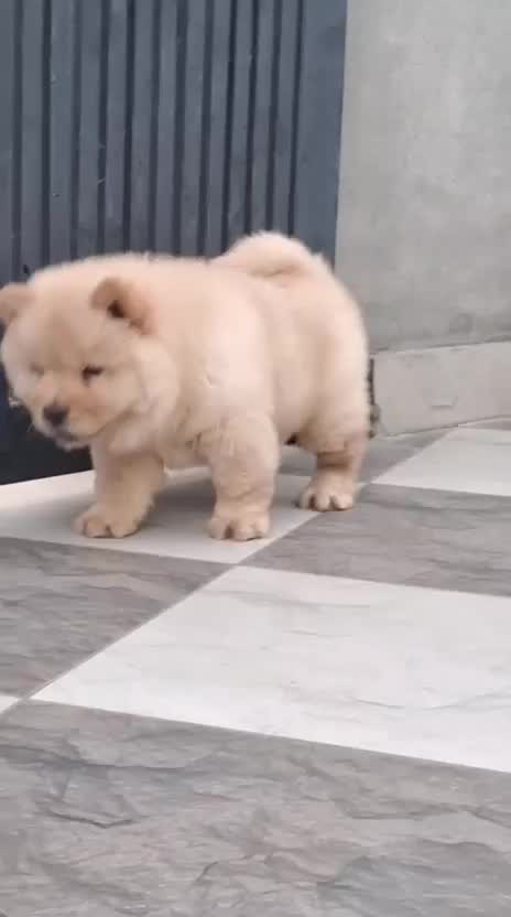 Chow Chow Puppy | White Color, farm video