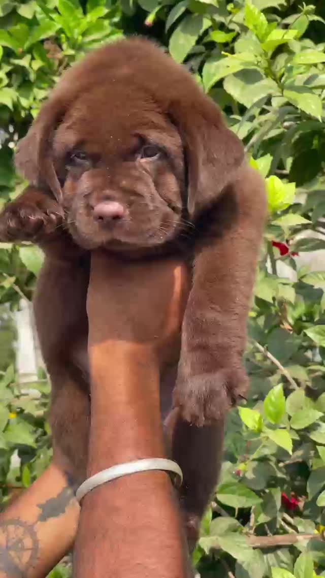 Beagle Black & Tan Puppy, farm video