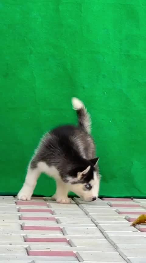 Siberian Husky Puppy | Black & White Color, farm video