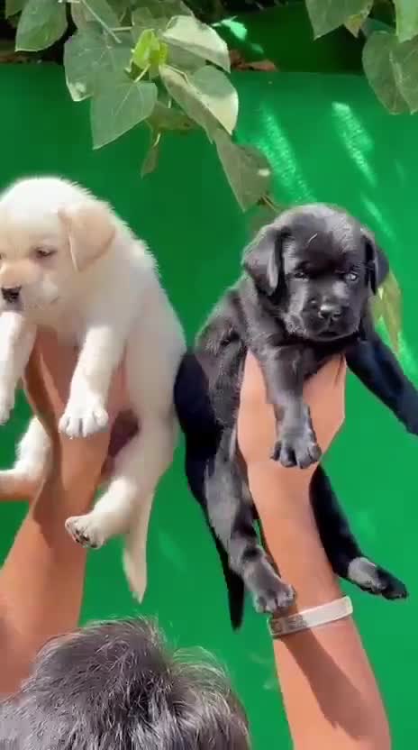 Beagle Black & Tan Puppy, farm video