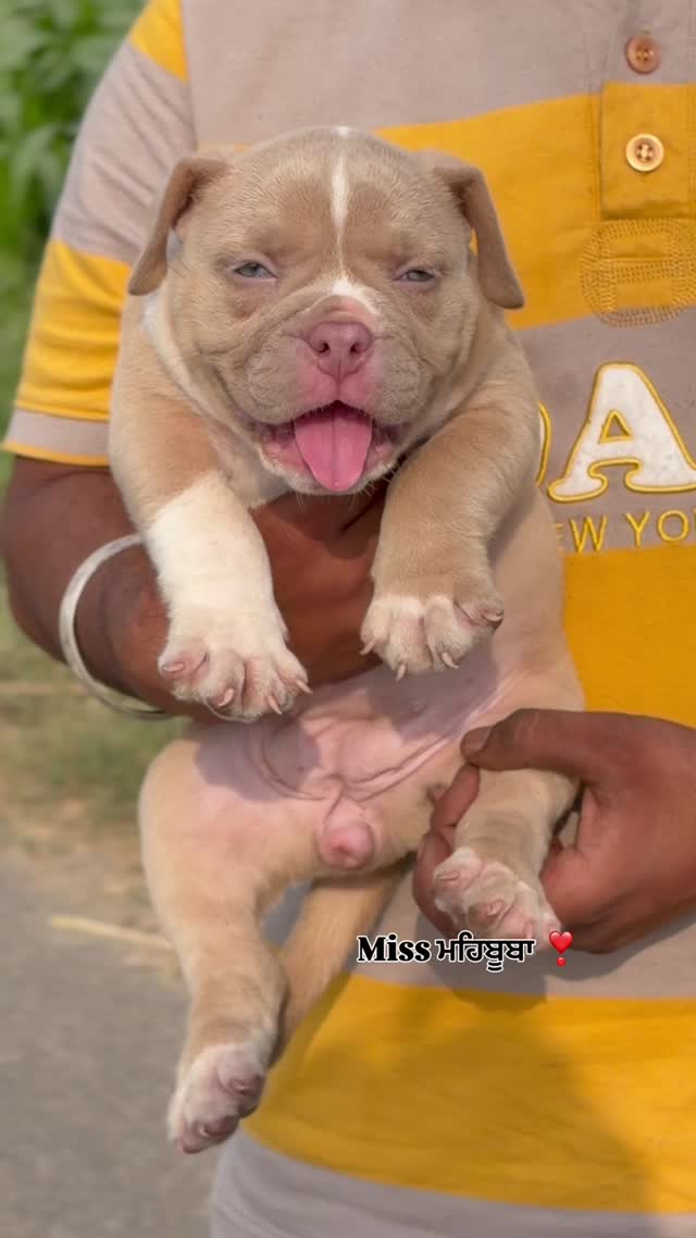 American Bully Standard Size Puppy, farm video