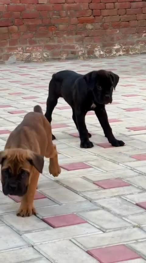 Cane Corso Puppy, farm video
