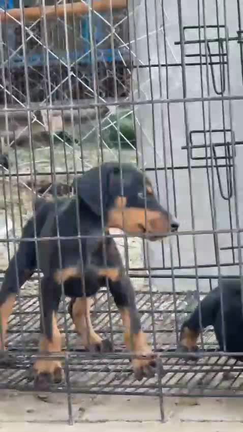 European Doberman Puppy, farm video
