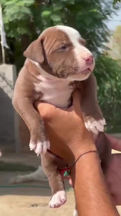 Pitbull Terrier Puppy, farm video