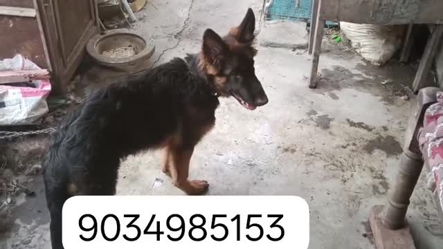 German Shepherd Puppy, farm video