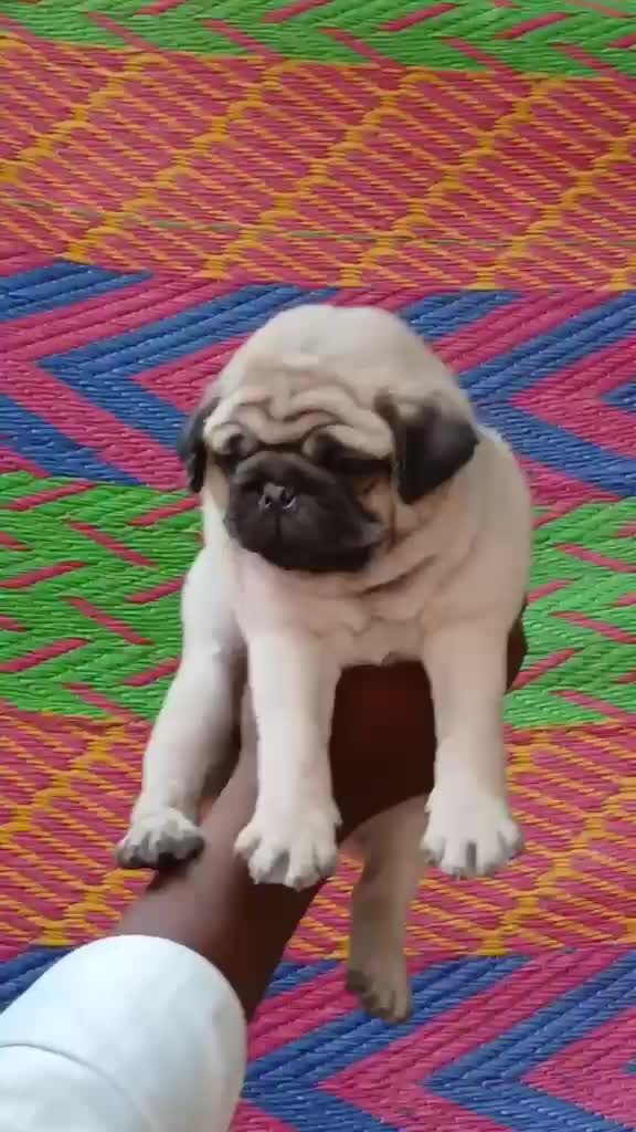 Pug Puppy, farm video