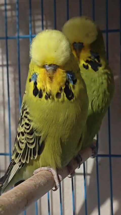 Exhibition Budgies, farm video