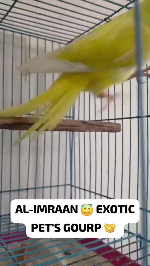 Blue Monk | Blue Quaker Parrot, farm video