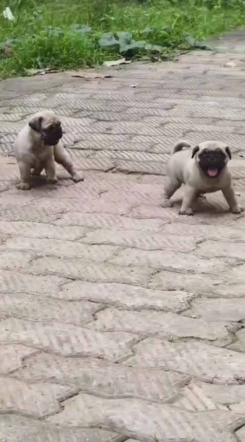 Pug Puppy | Apricot Color, farm video