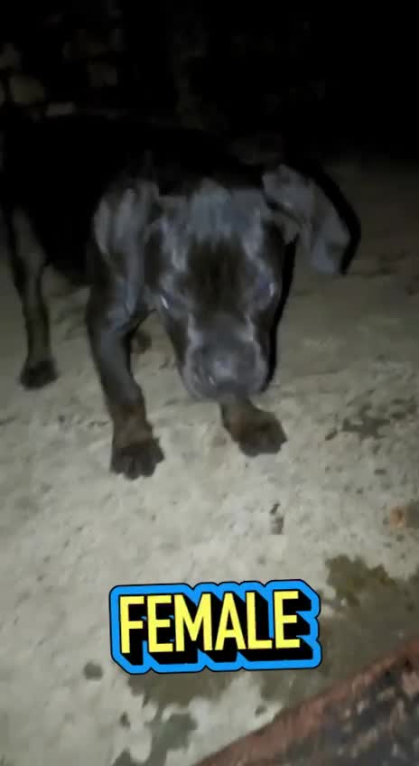 Cane Corso Puppy, farm video