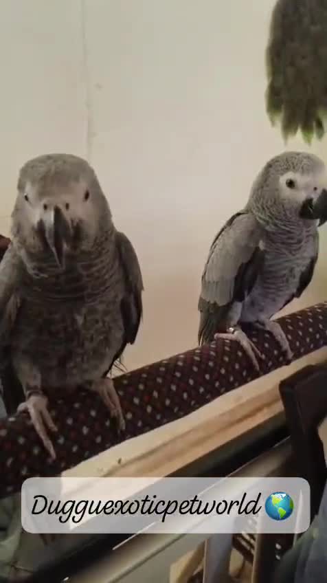 African Grey Parrot, farm video