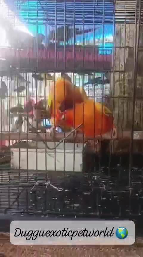 Sun Conure, farm video
