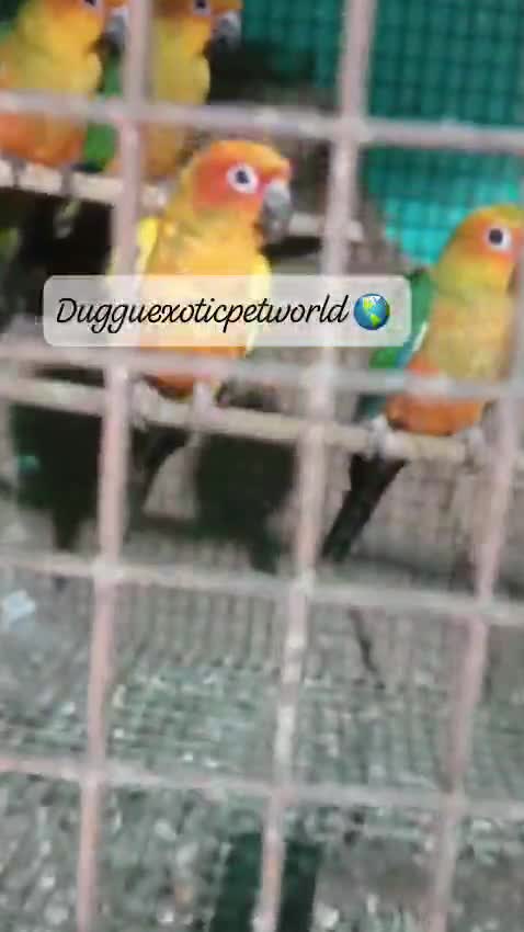 Sun Conure, farm video