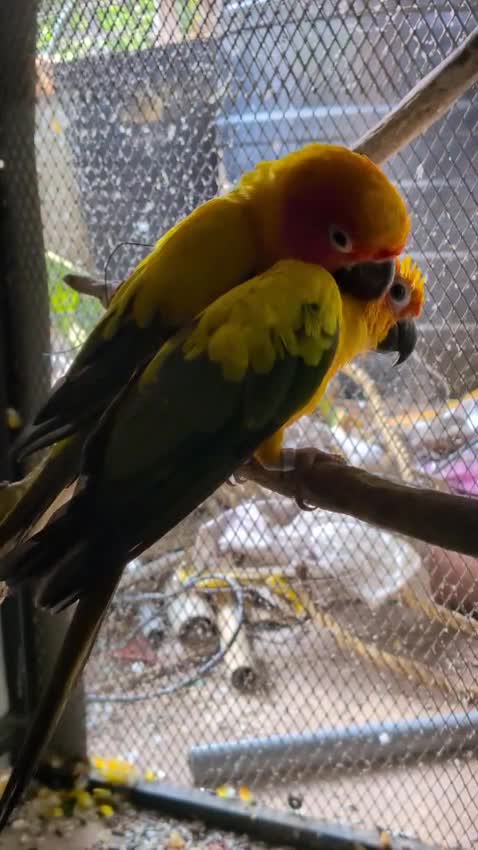 Sun Conure, farm video