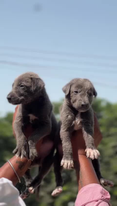 Greyhound Puppy, farm video