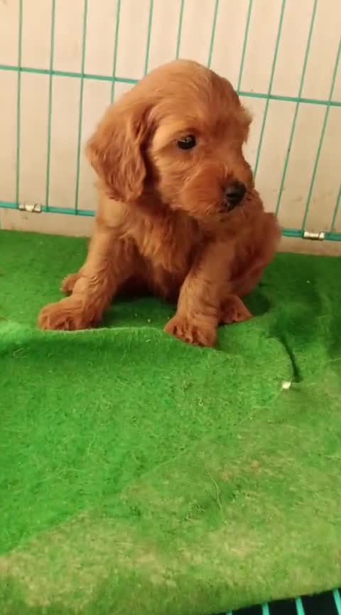 Toy Poodle Puppy, farm video