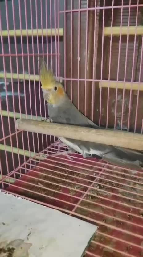Cockatiel, farm video