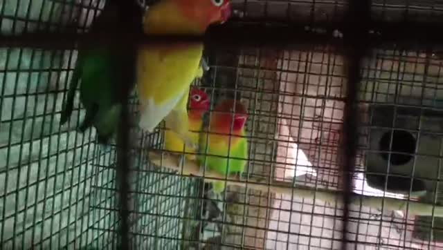 African Love Birds | Peach Face, farm video