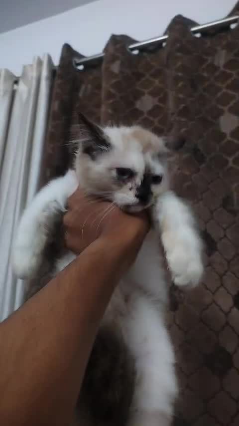 Ragdoll at an affiliated farm in Lucknow, Uttar Pradesh