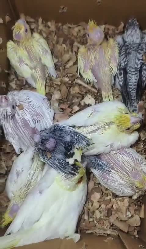 Cockatiel, farm video