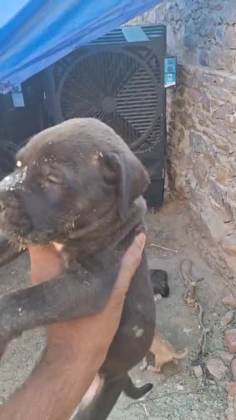 American Bully Standard Size Puppy, farm video