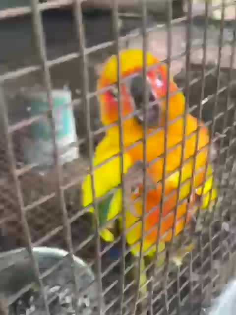Sun Conure, farm video