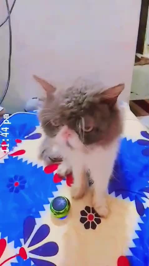 Persian, farm video