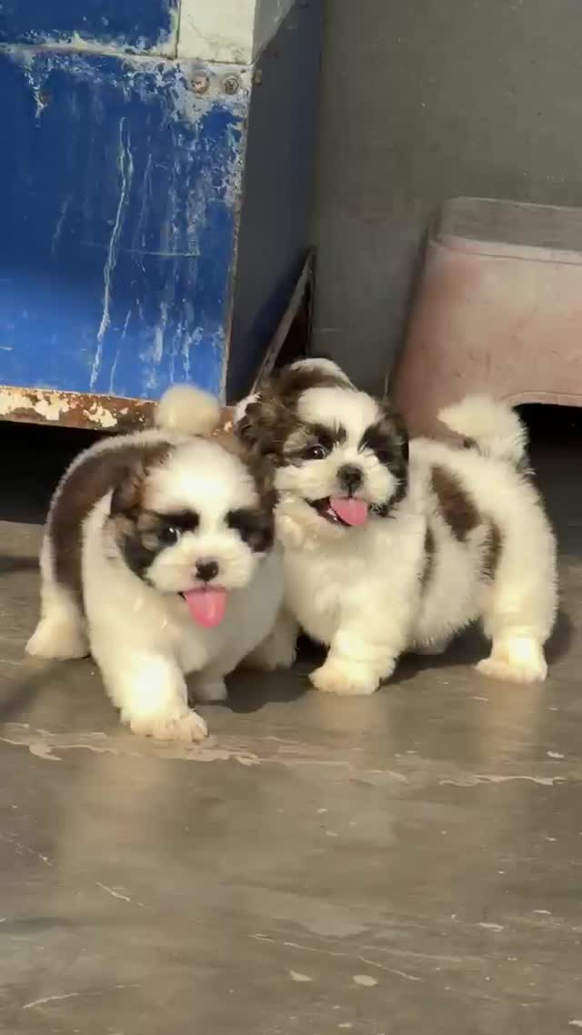 Shih Tzu | Black & White Color, farm video