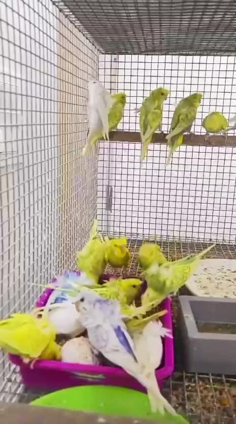Helicopter Budgies, farm video