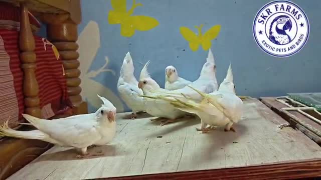 Cockatiel | Lutino, farm video