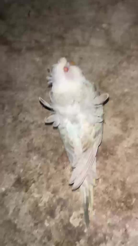 Hogoromo Budgies, farm video