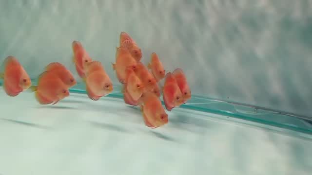 Discus, farm video