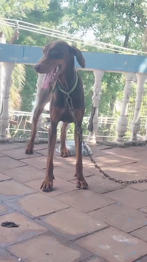 European Doberman Puppy, farm video