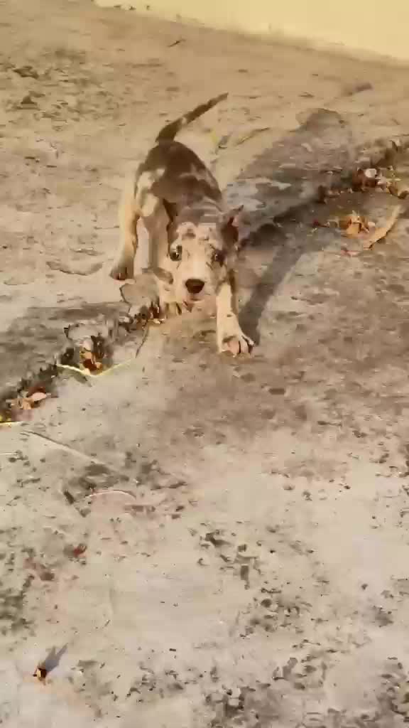 American Bully Standard Size Puppy, farm video