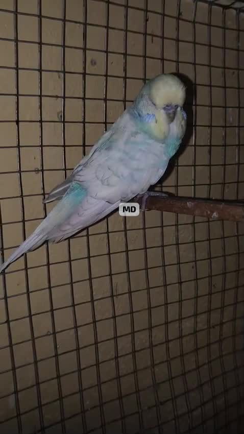 Exhibition Budgies, farm video