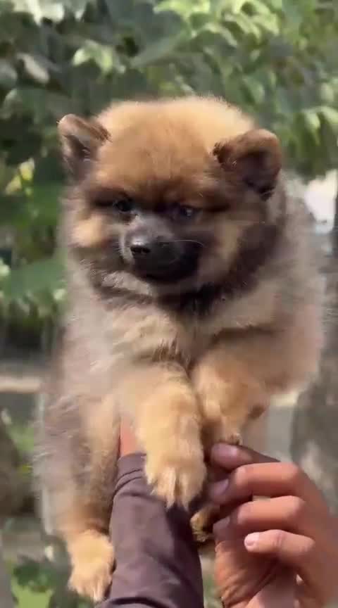 Culture Pom Puppy | White Color, farm video
