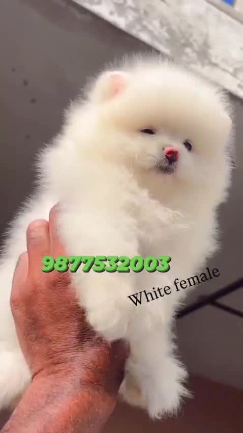 Pomeranian Puppy | Black Color, farm video