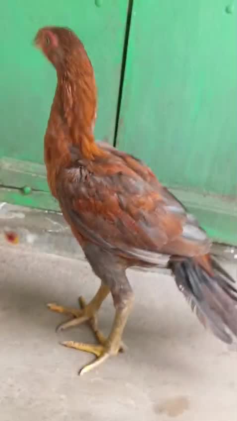 African Grey Parrot, farm video