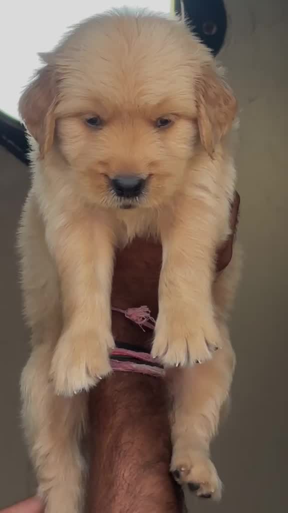 Golden Retriever, farm video