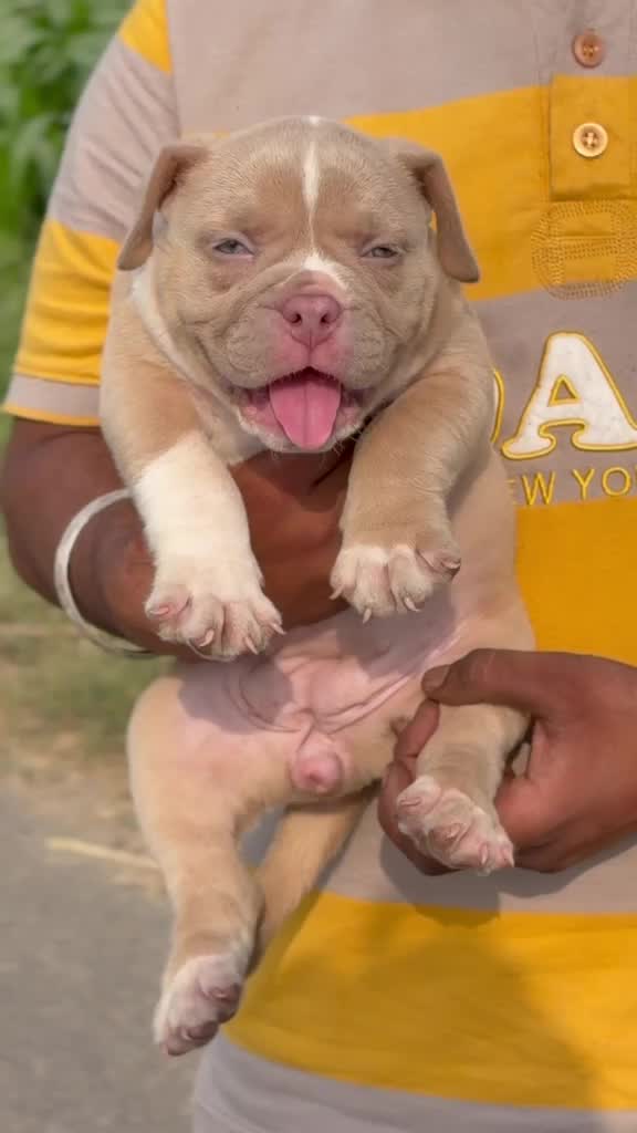 American Bully Standard Size Puppy, farm video